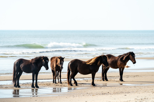 Northern Outer Banks, NC